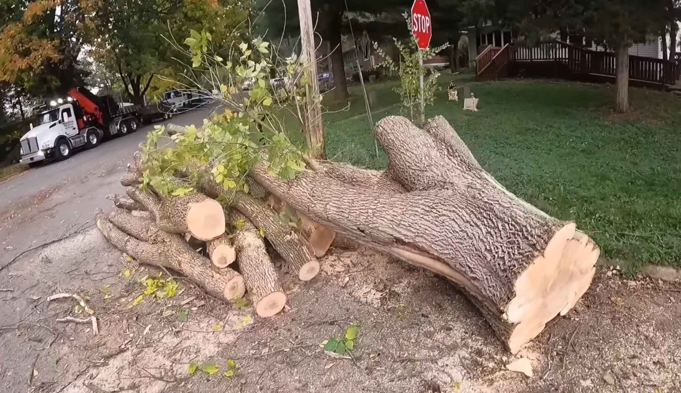 Tree stump and logs ready for removal in Napa, CA